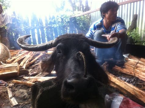  Quest for the Golden Carabao: Opowieść o odwadze i poświęceniu w starożytnych Filipinach?