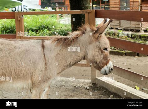  The Donkey's Gift: A Brazilian Folktale That Will Leave You Braying for More!